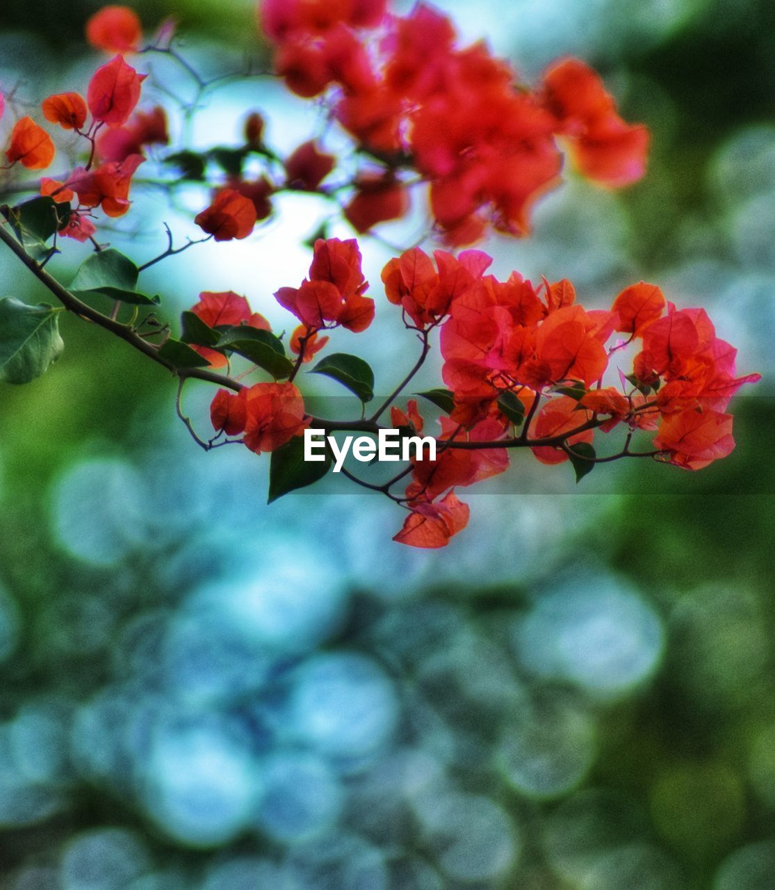 CLOSE-UP OF RED FLOWERING PLANTS