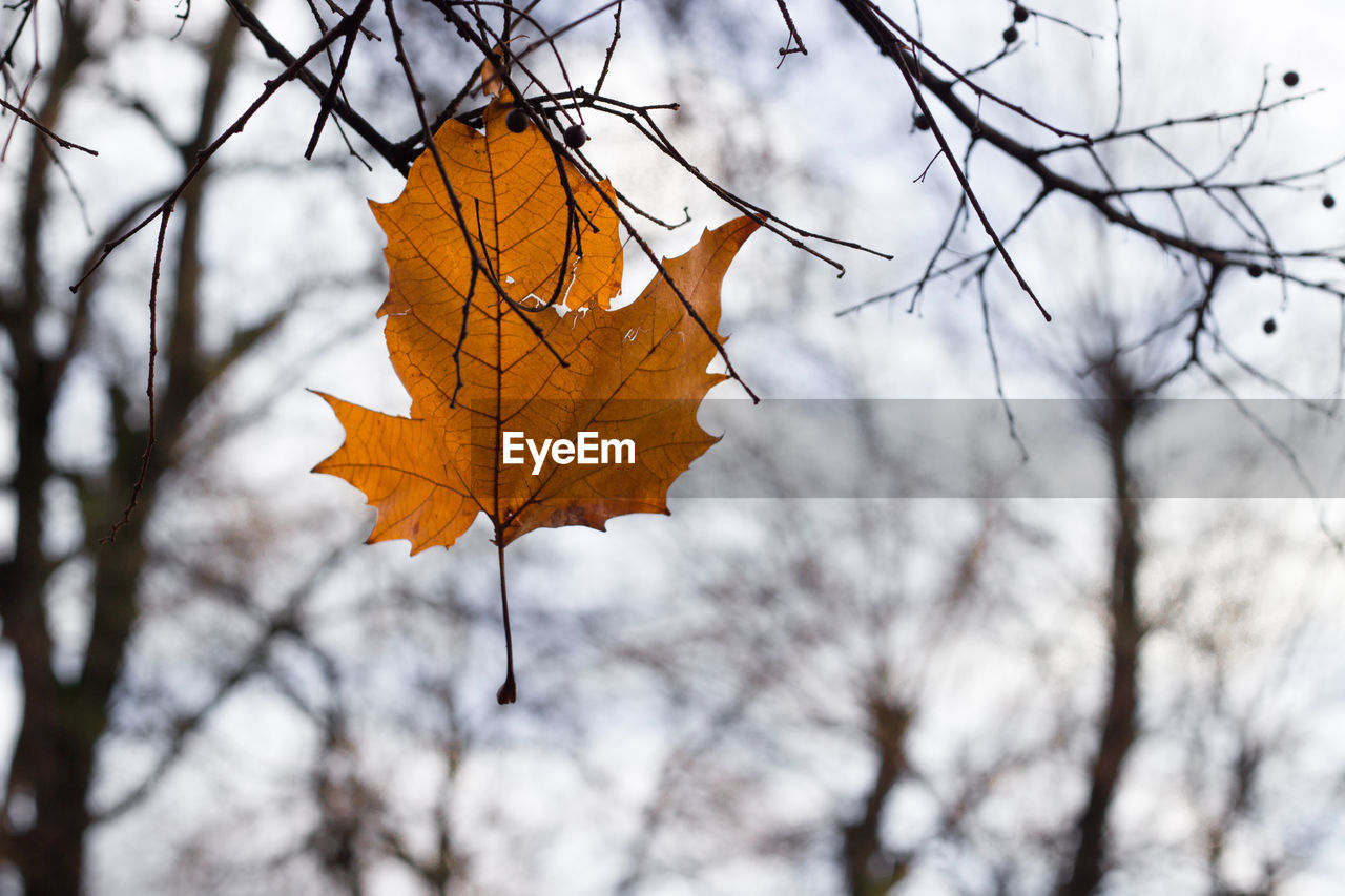 Low angle view of maple leaves against bare tree