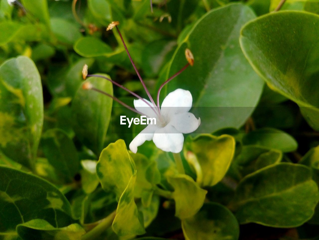 CLOSE-UP OF WHITE FLOWERS BLOOMING