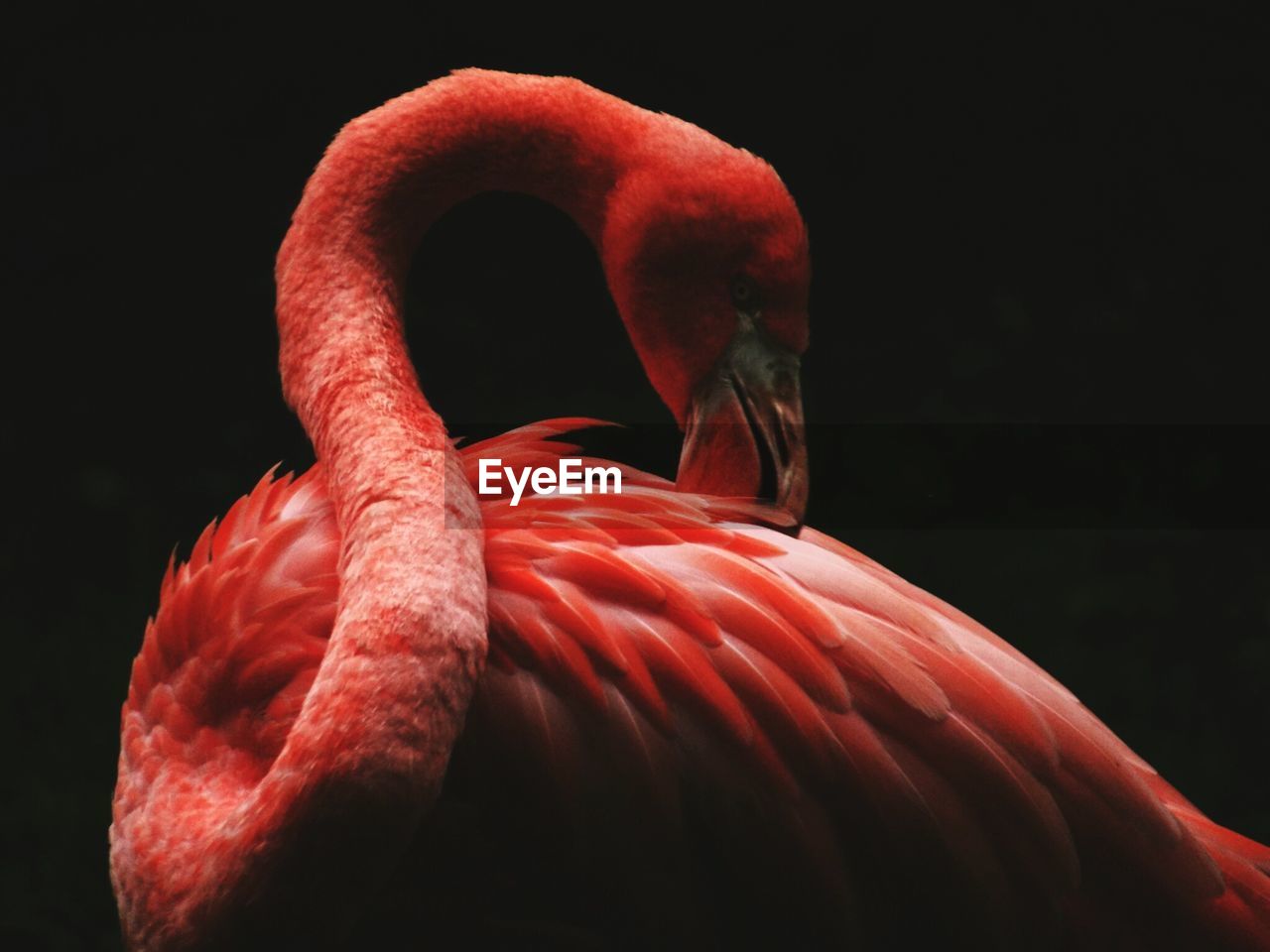 Close-up of flamingo