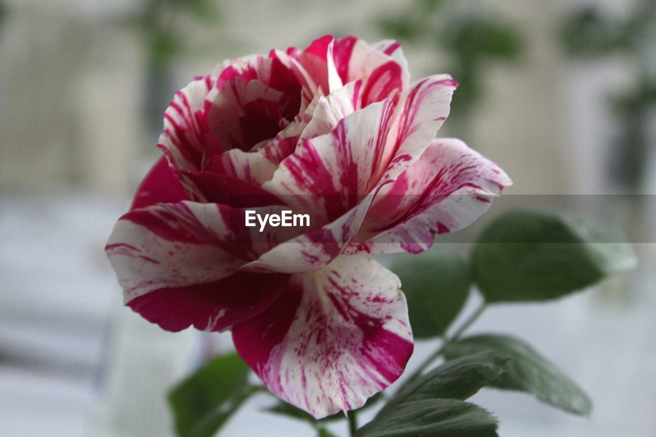 CLOSE-UP OF PINK FLOWERS BLOOMING