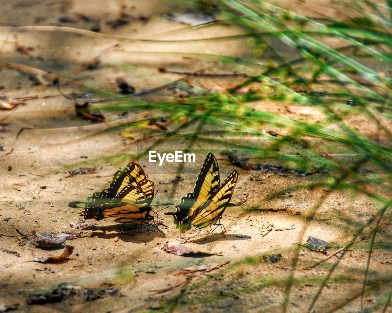 CLOSE-UP OF GRASSHOPPER