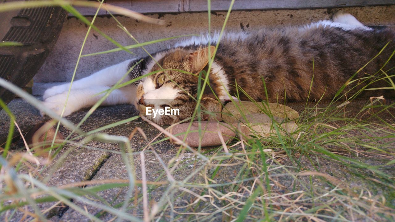 CAT RELAXING ON GRASS