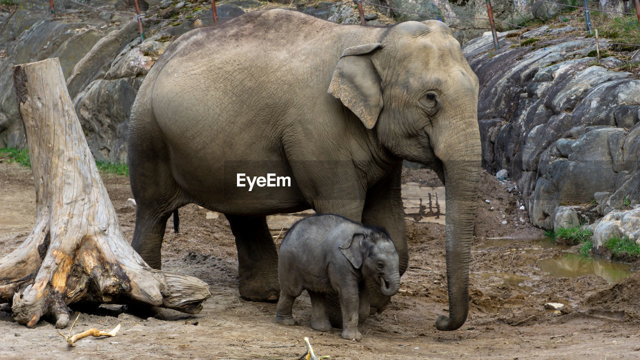 View of elephant in zoo