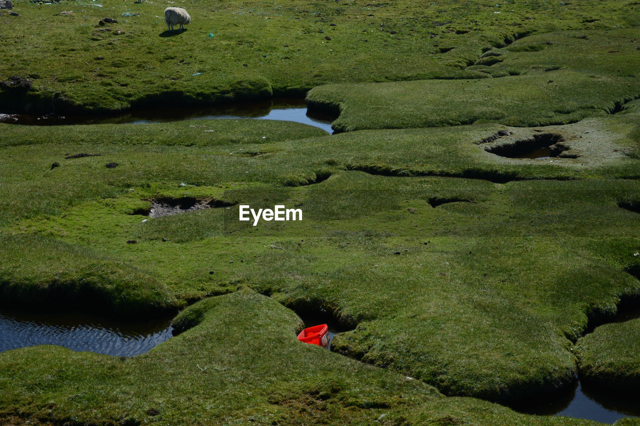 HIGH ANGLE VIEW OF FIELD BY LAKE