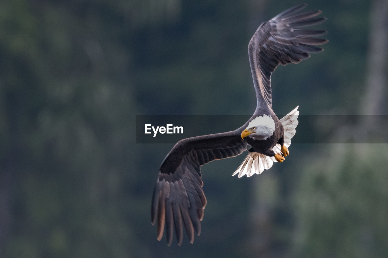 Eagle in flight