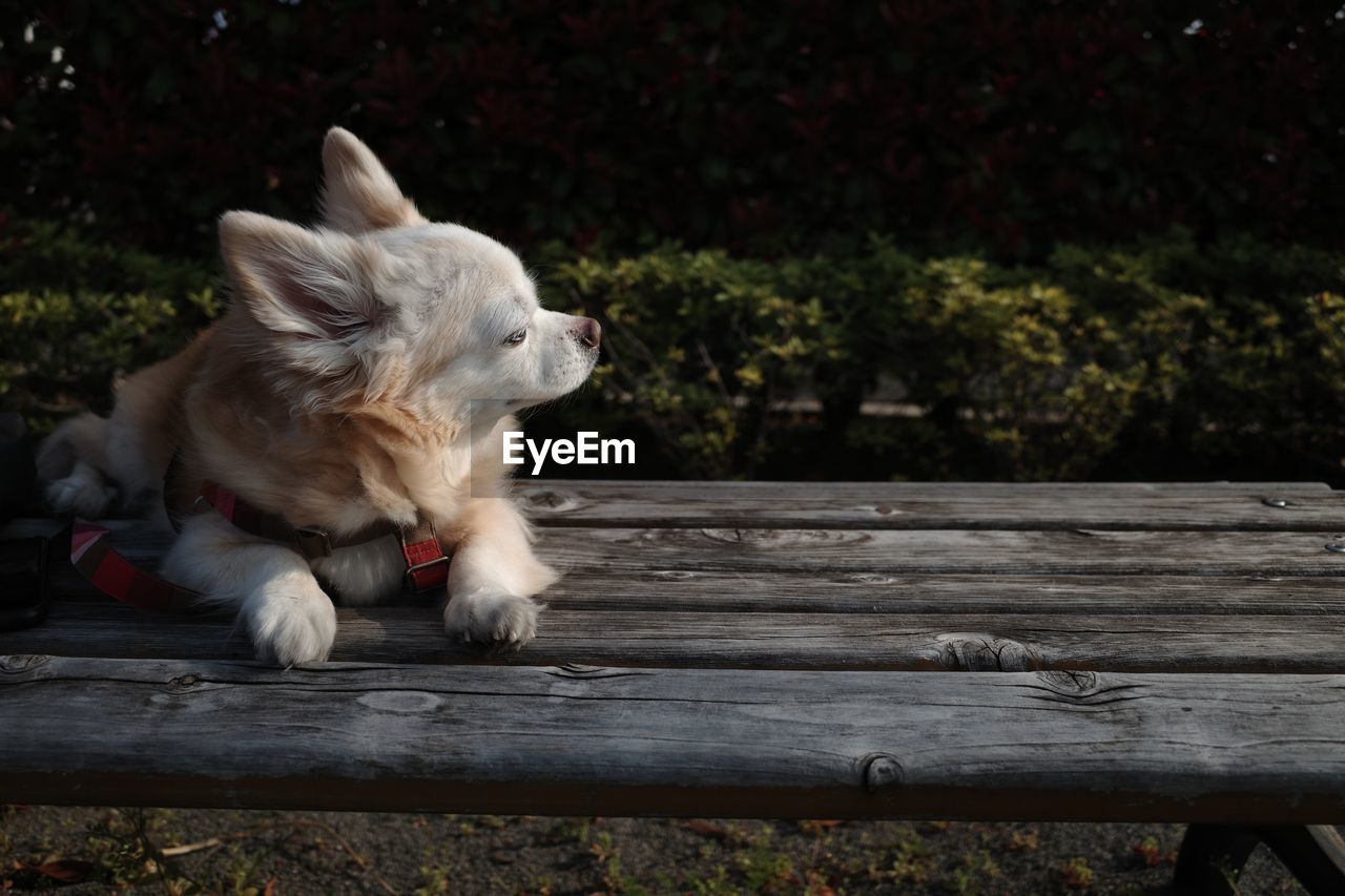 Dog sitting on bench in park