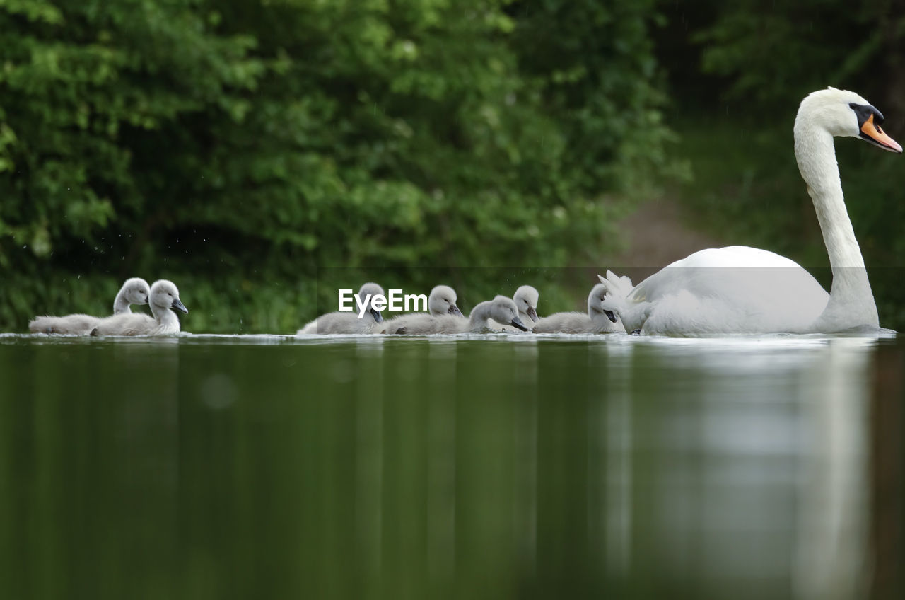 Swans swimming in lake in summer