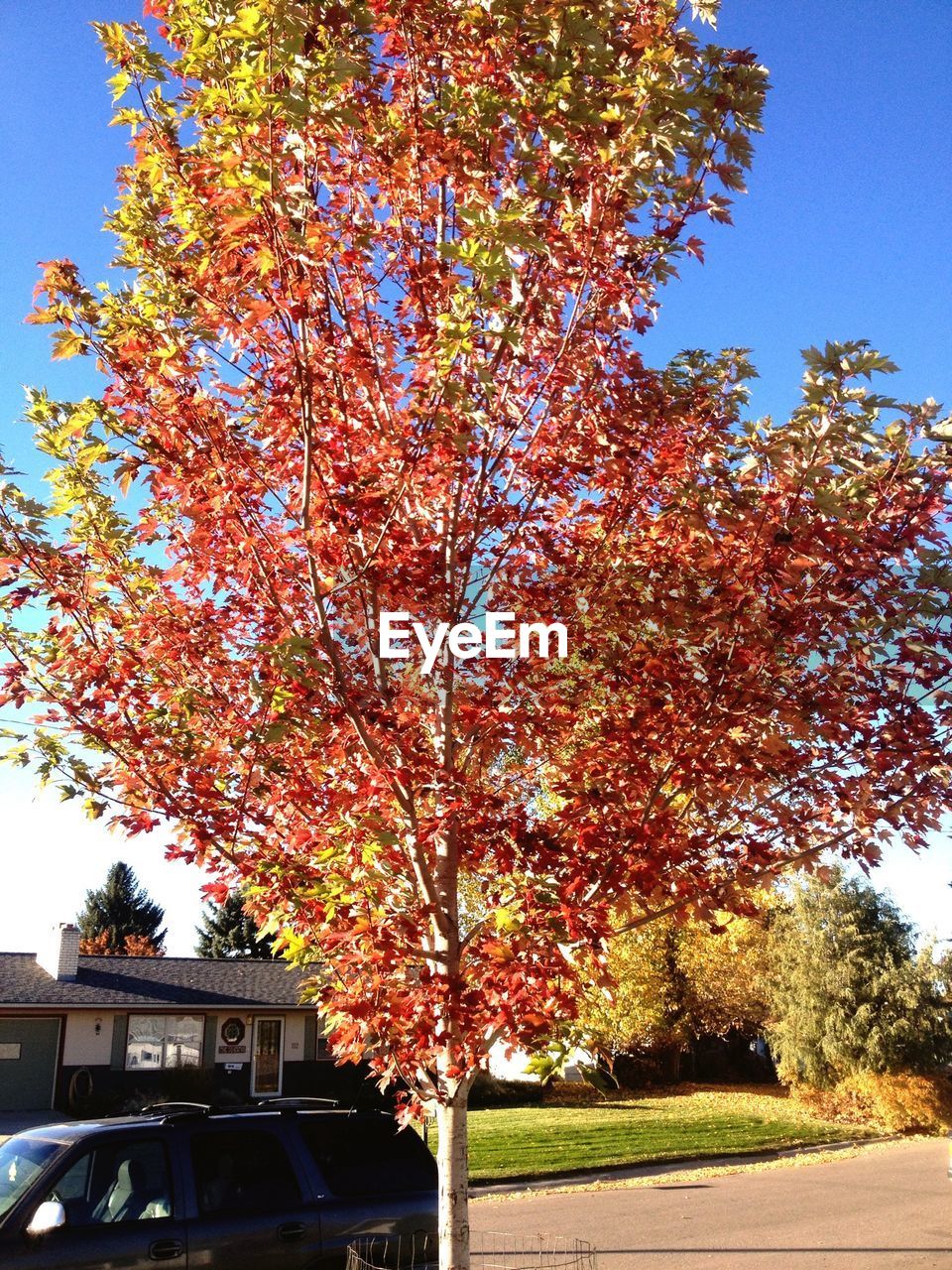 LOW ANGLE VIEW OF TREES AGAINST SKY