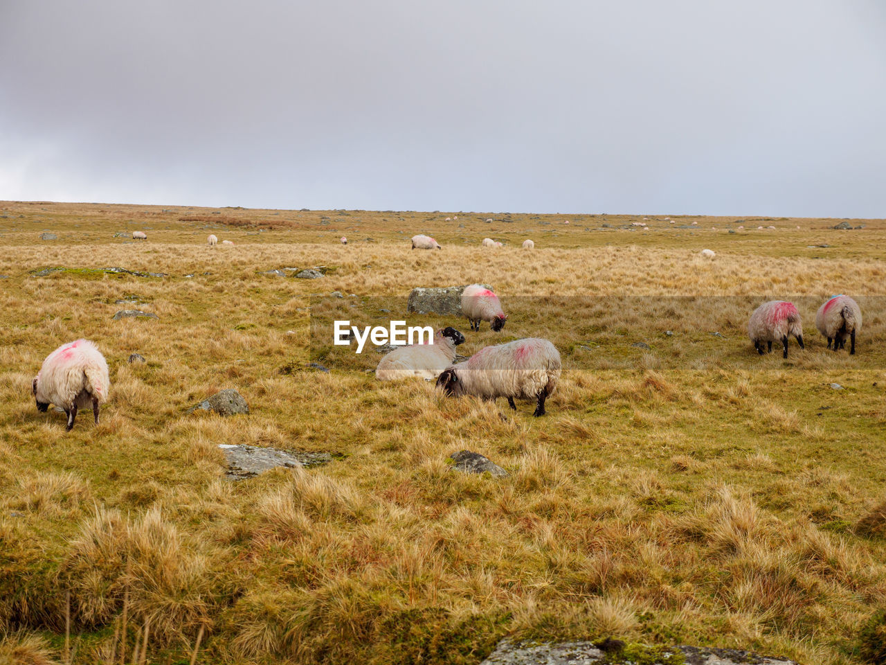 SHEEP GRAZING ON FIELD