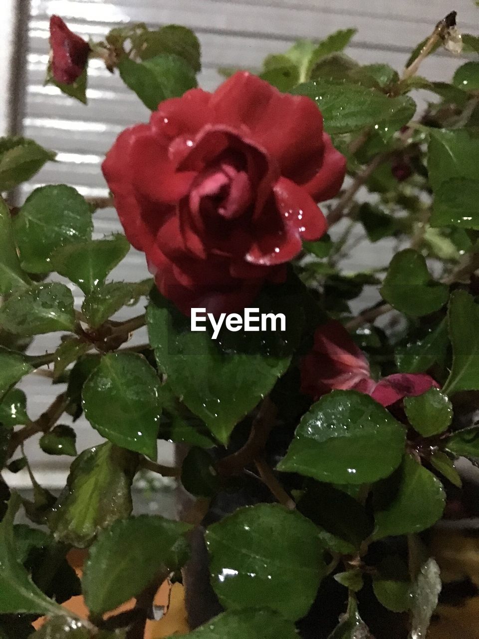 CLOSE-UP OF RED ROSE BLOOMING IN GARDEN