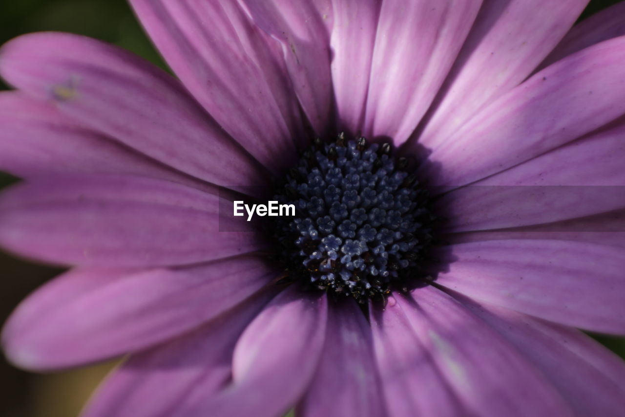 Close-up of pink flower blooming outdoors