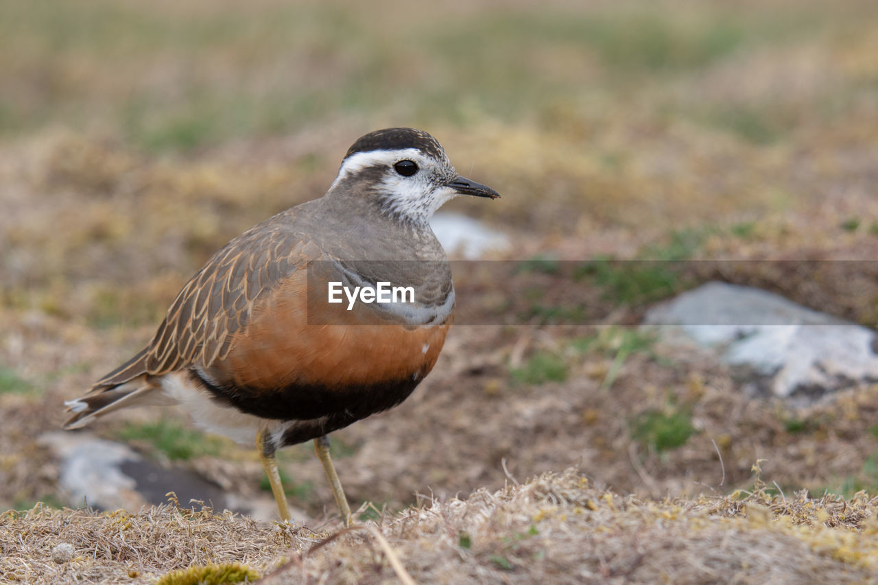 CLOSE-UP OF BIRD PERCHING ON FIELD