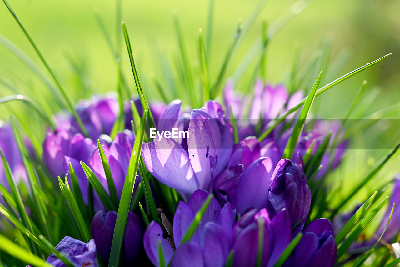 plant, flower, flowering plant, beauty in nature, freshness, purple, nature, close-up, growth, springtime, grass, macro photography, fragility, no people, green, blossom, environment, petal, selective focus, field, summer, outdoors, land, flower head, vibrant color, crocus, meadow, focus on foreground, inflorescence, flowerbed, food, leaf, plant part, social issues, botany, landscape, food and drink, environmental conservation, sunlight, plain