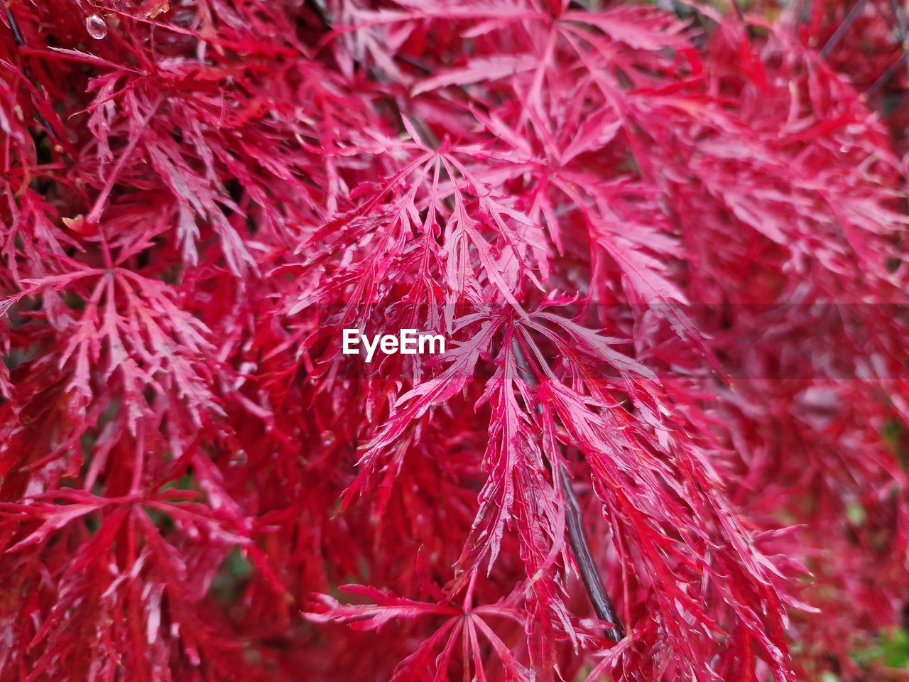 red, plant, close-up, tree, no people, flower, day, nature, beauty in nature, full frame, backgrounds, leaf, plant part, outdoors, freshness, maple, focus on foreground, growth, fragility, food