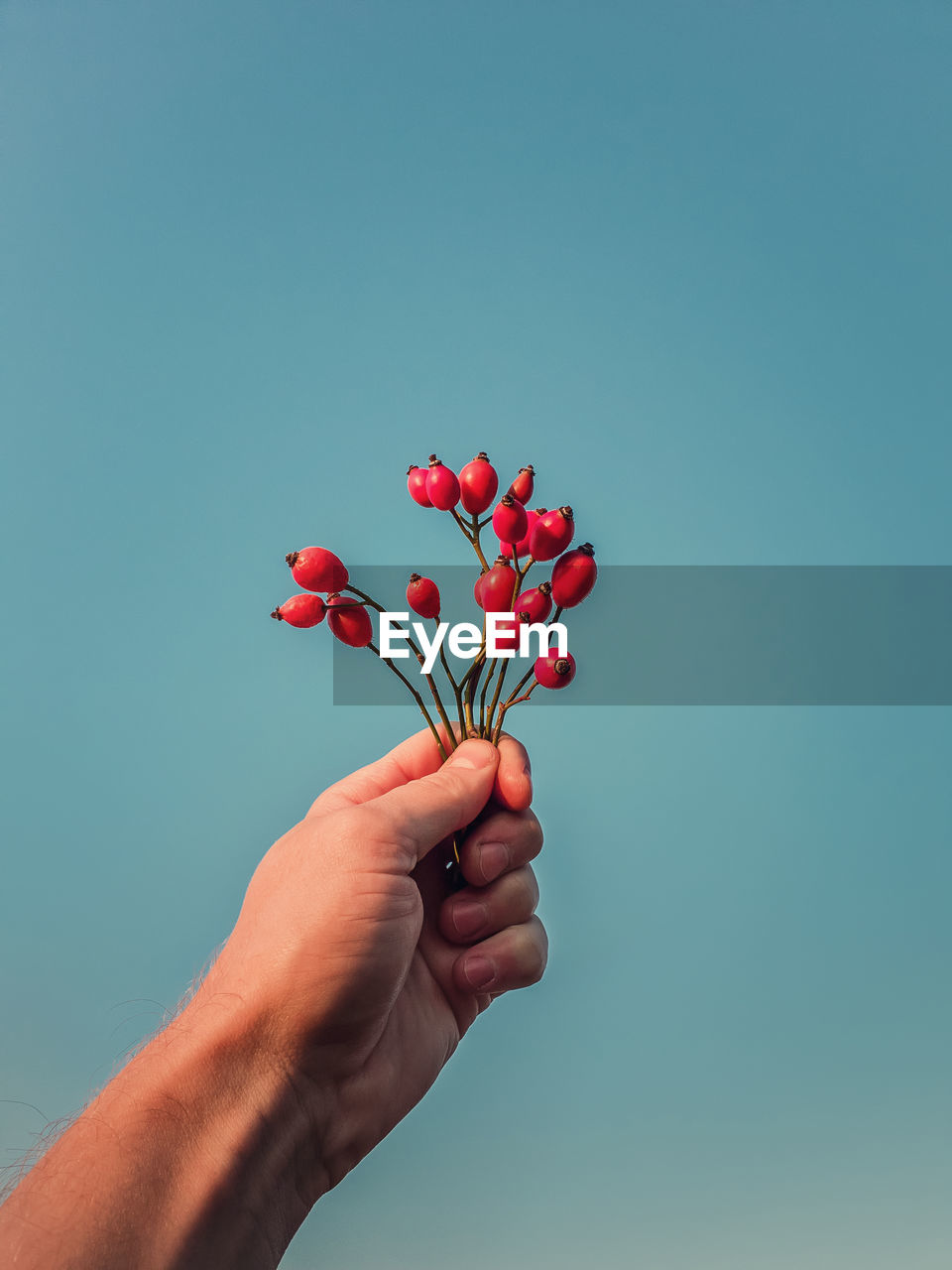 Close up person hand holding a bunch of brier berries over a clear blue sky background. man rosehip