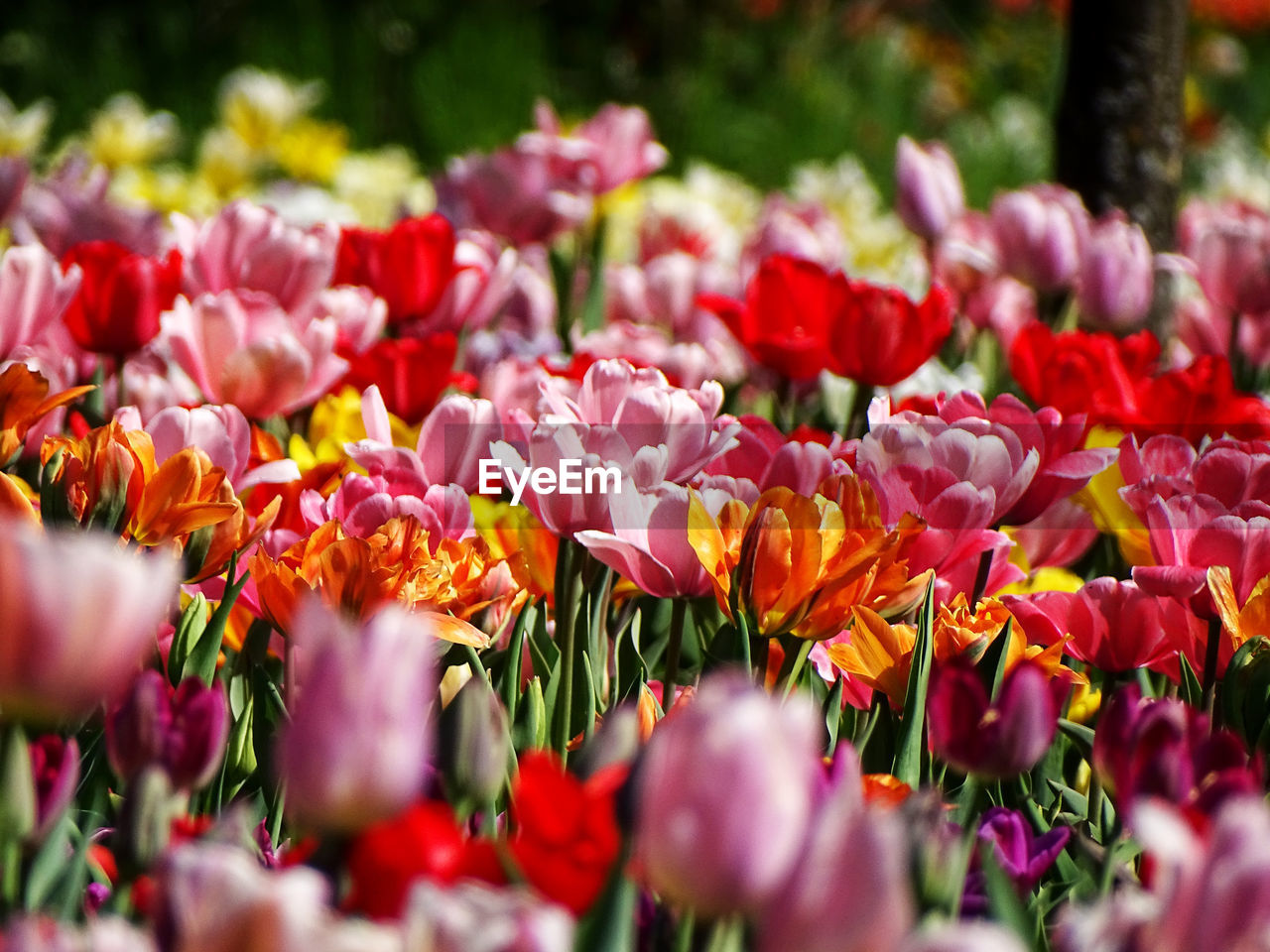 Close-up of red tulips