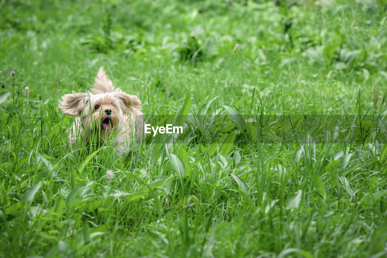 Puppy sitting on field