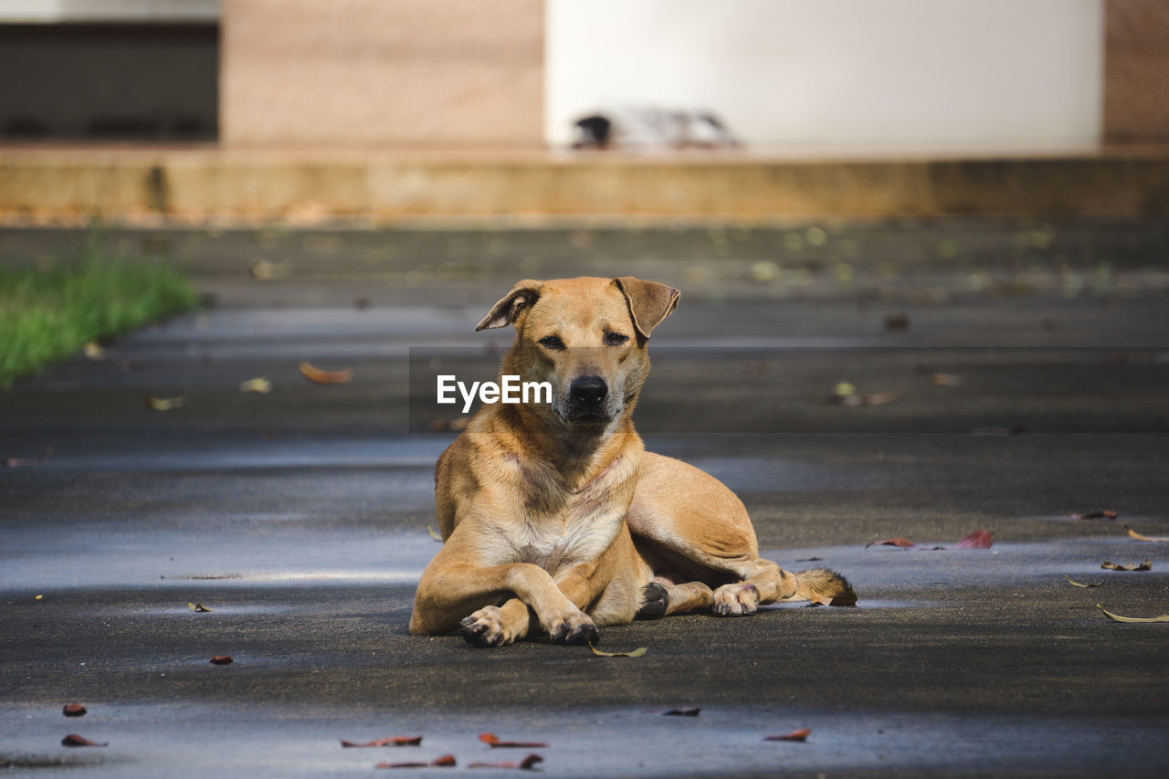 PORTRAIT OF DOG SITTING ON WOOD