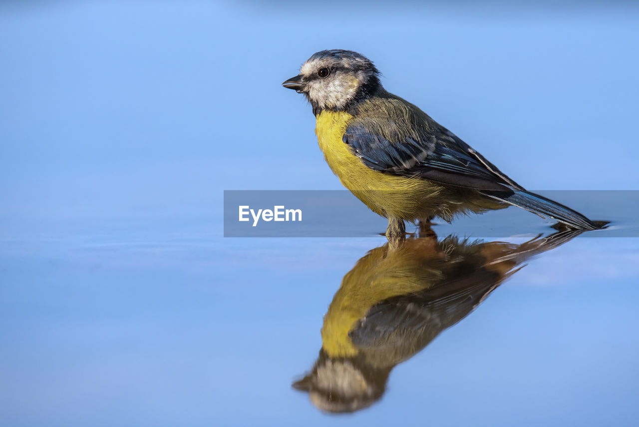 SPARROW PERCHING ON A BIRD