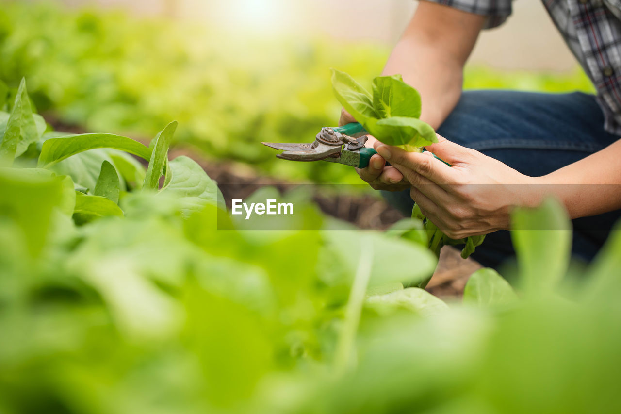 MIDSECTION OF PERSON HOLDING LEAF