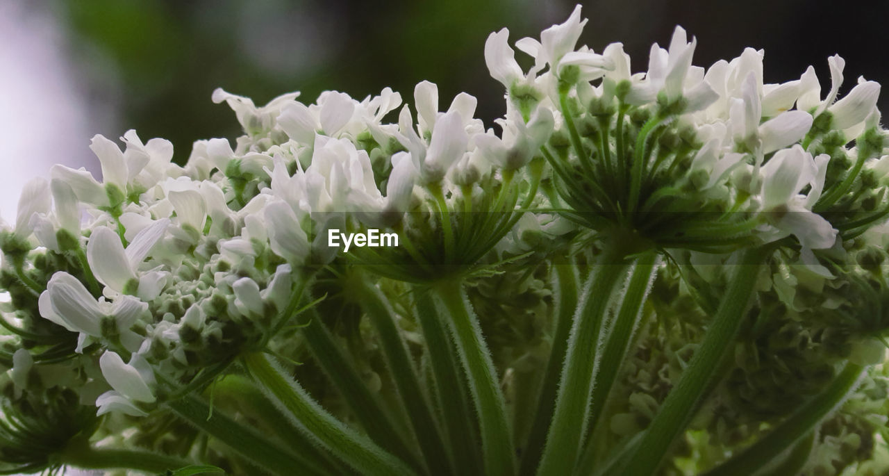 Close-up of white flowering plants