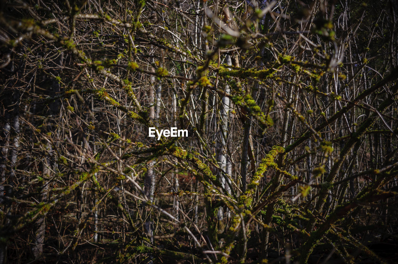 Plants growing in forest