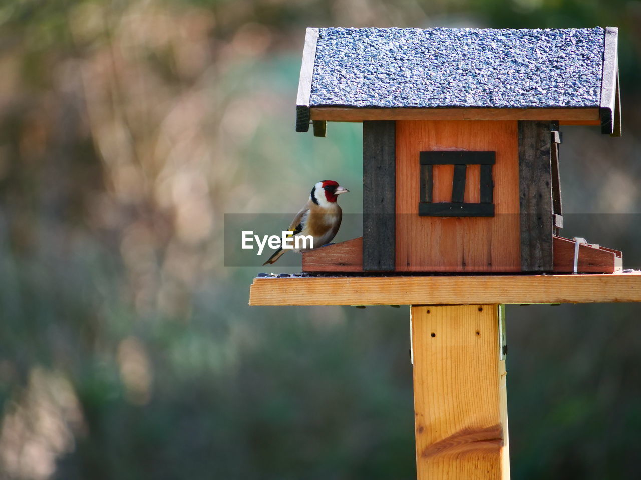 bird perching on wooden post