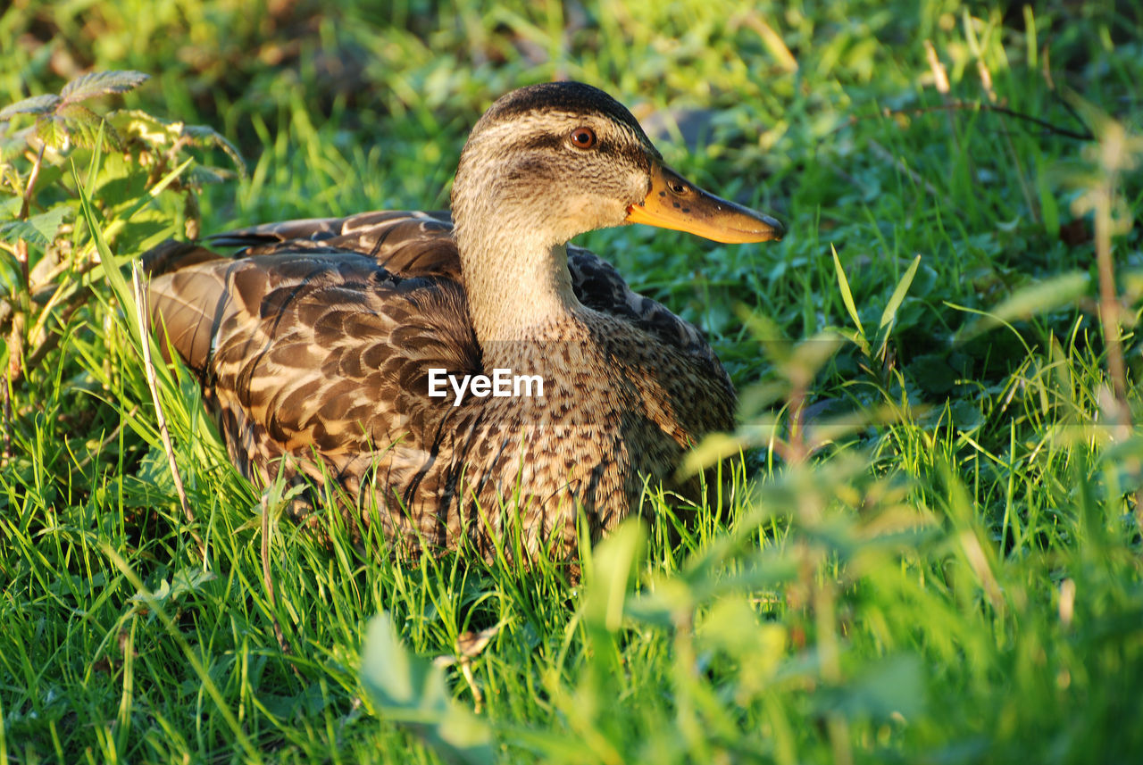 MALLARD DUCK ON GRASS