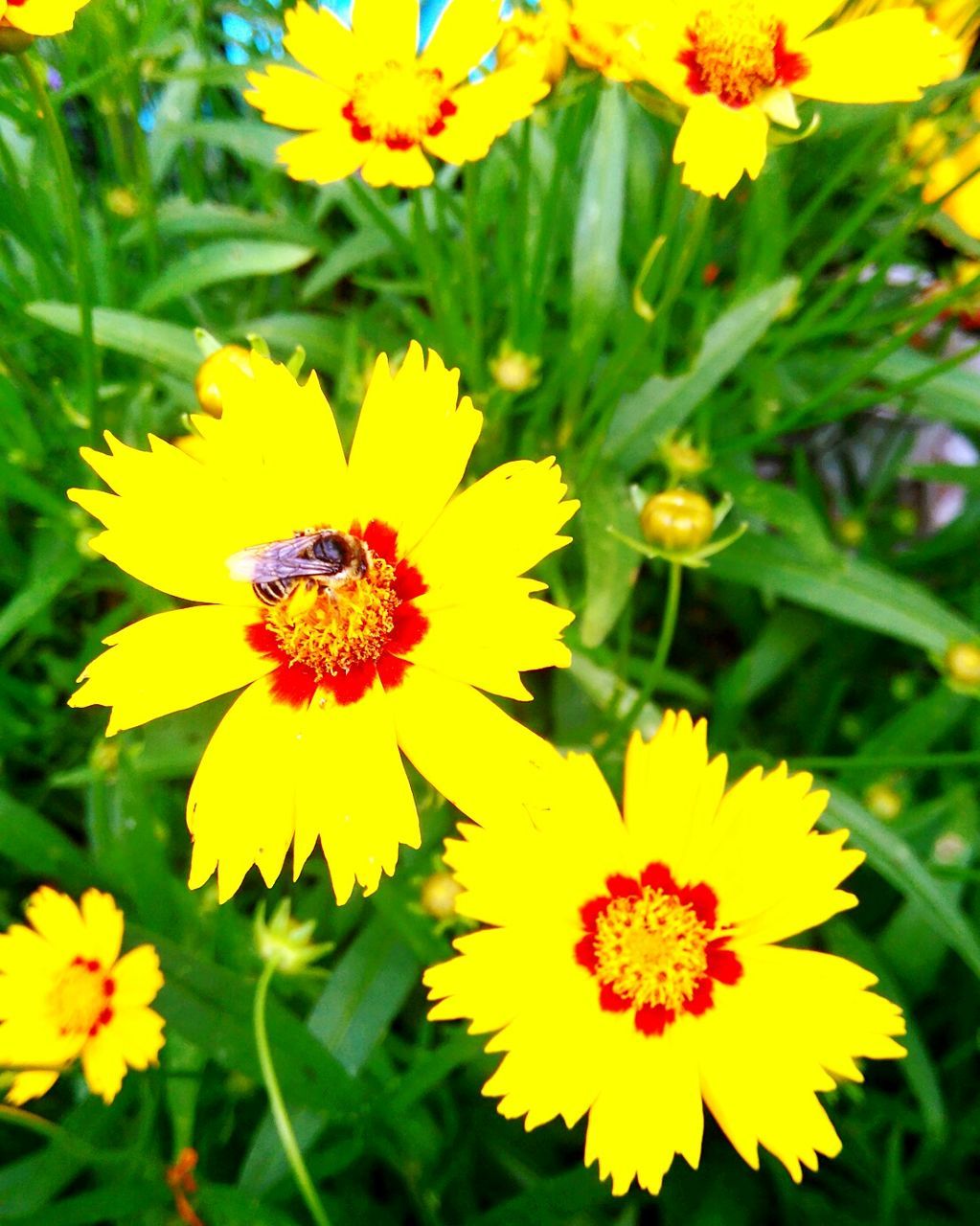 CLOSE-UP OF HONEY BEE ON YELLOW FLOWER