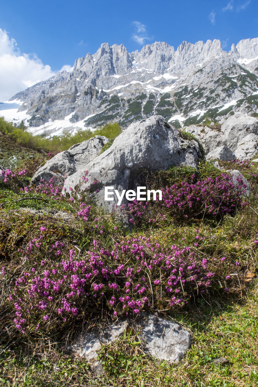 Purple flowering plants by mountains against sky