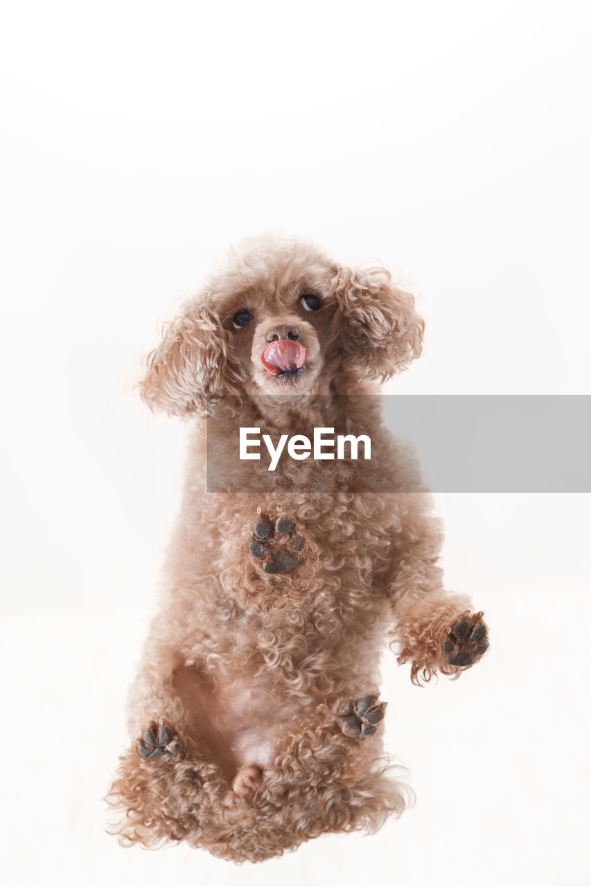 Portrait of dog against white background