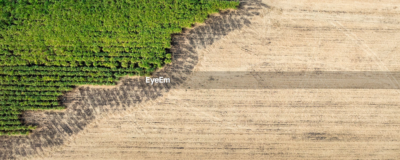 high angle view of plants on field