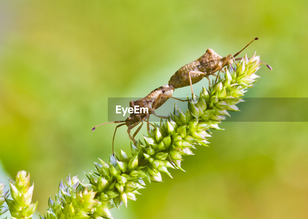 Close-up of insects mating on flower