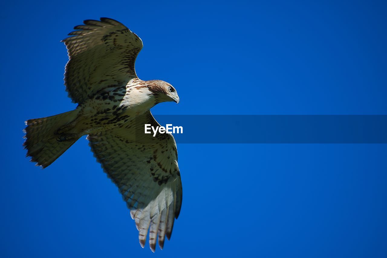 Hawk  in flight