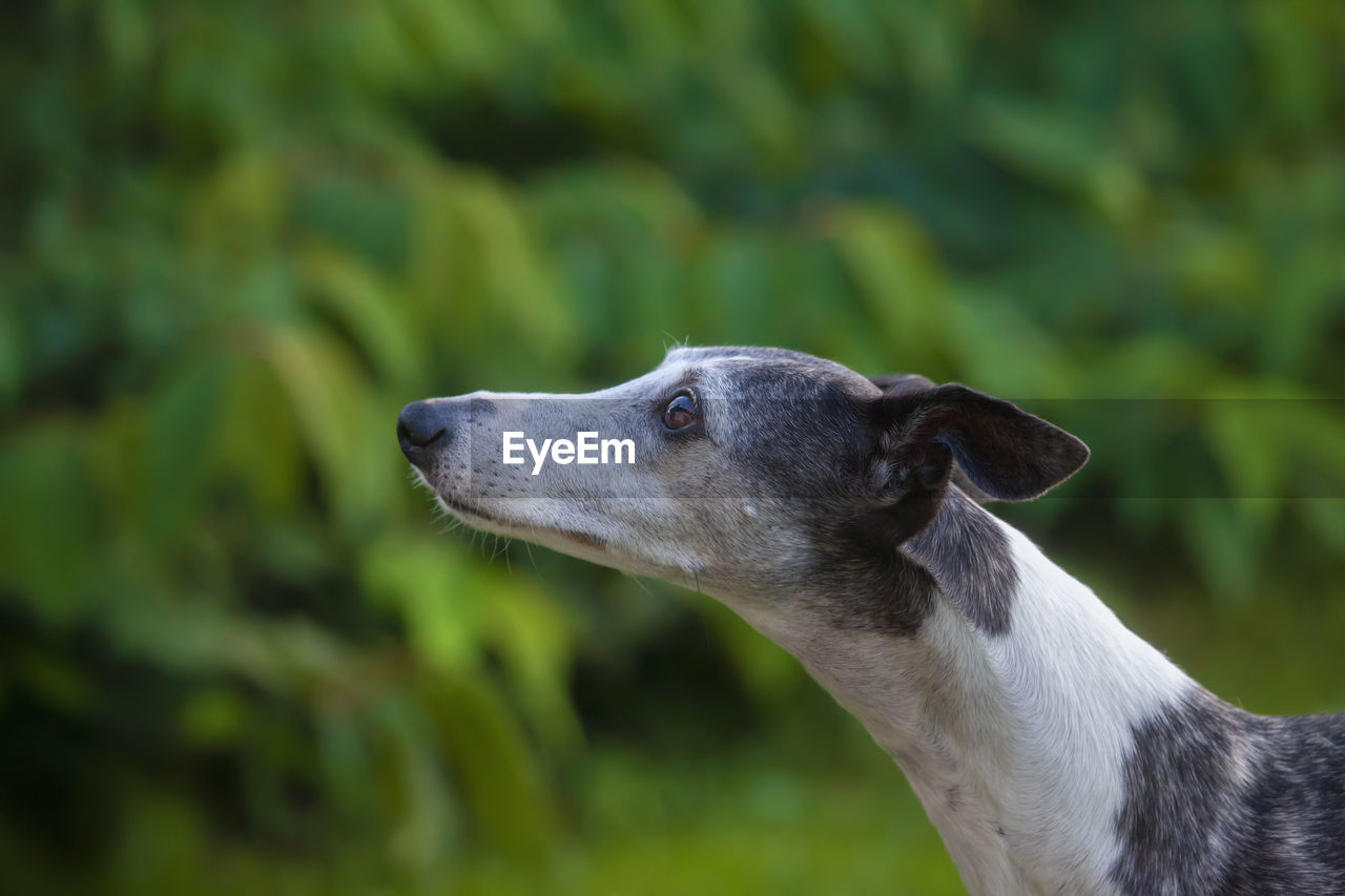 Small greyhound paying attention for food after jumping around