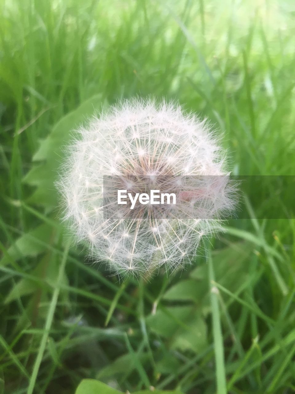 Close-up of dandelion blooming in field