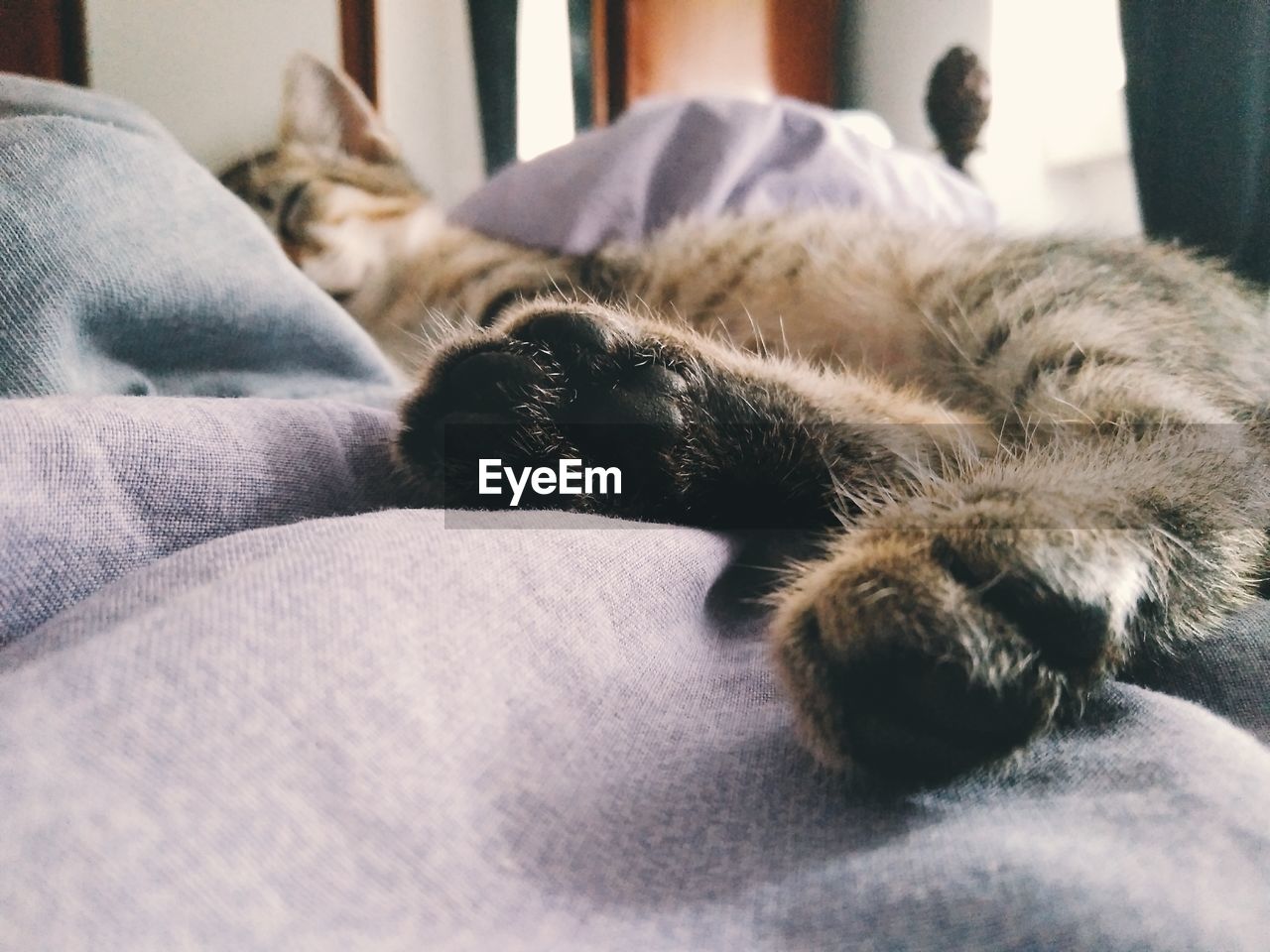 CLOSE-UP OF CAT SLEEPING ON BED