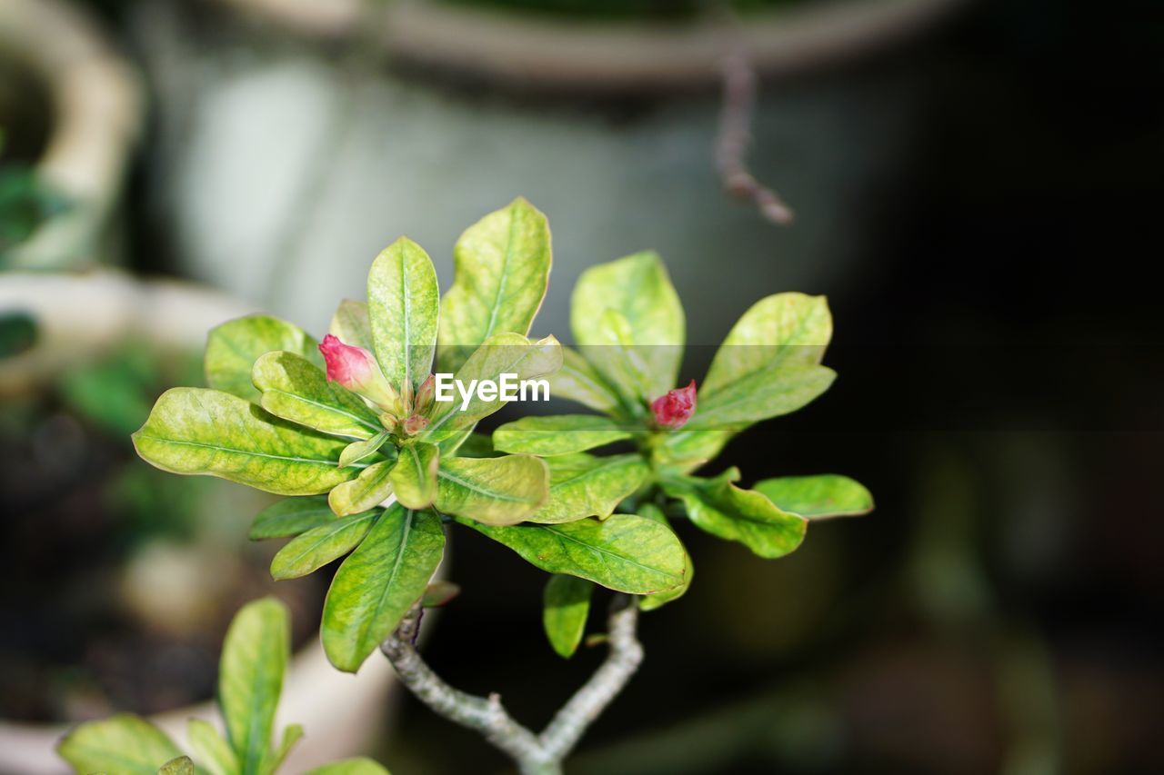 CLOSE-UP OF FRESH GREEN LEAVES