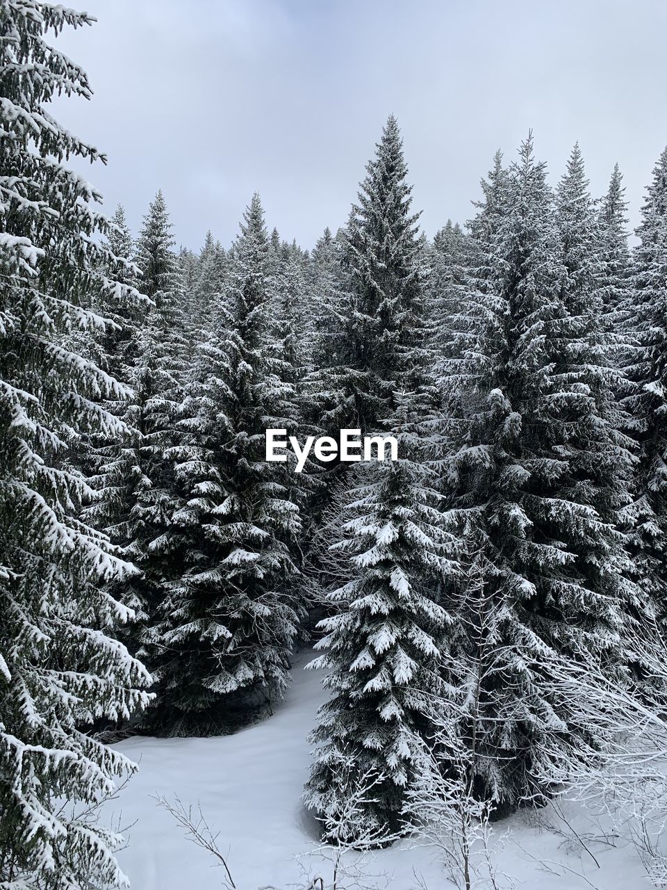 Snow covered pine trees in forest against sky