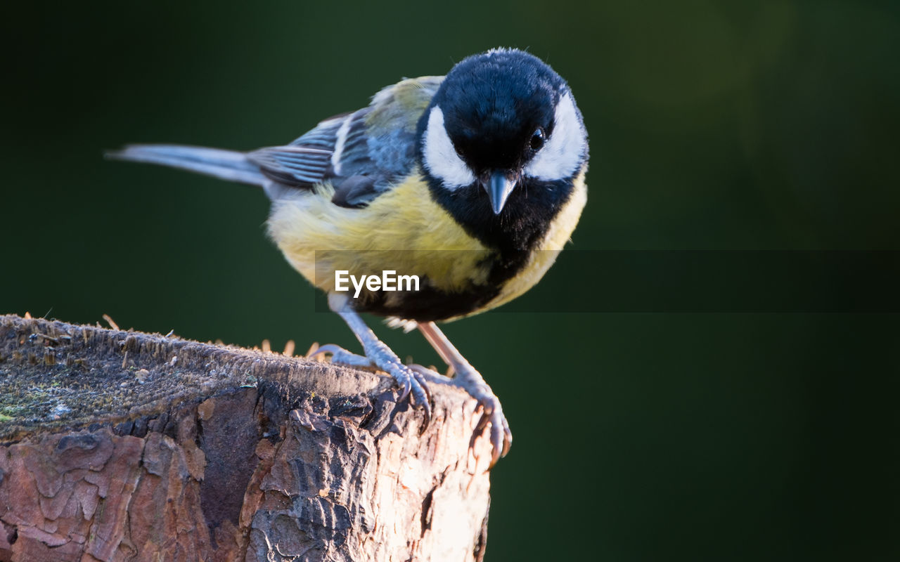 Close-up of bird perching on wood