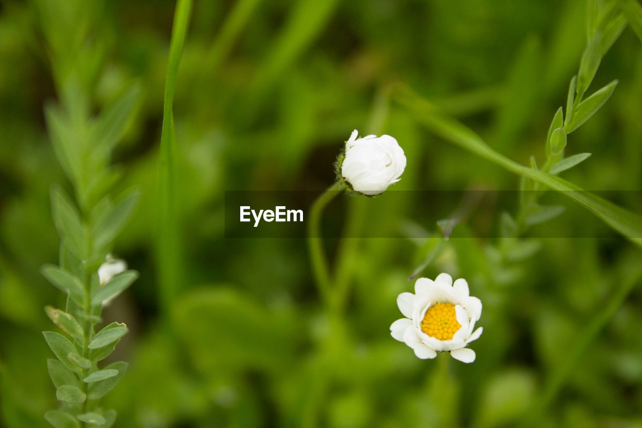 Close-up of white flowering plant on field