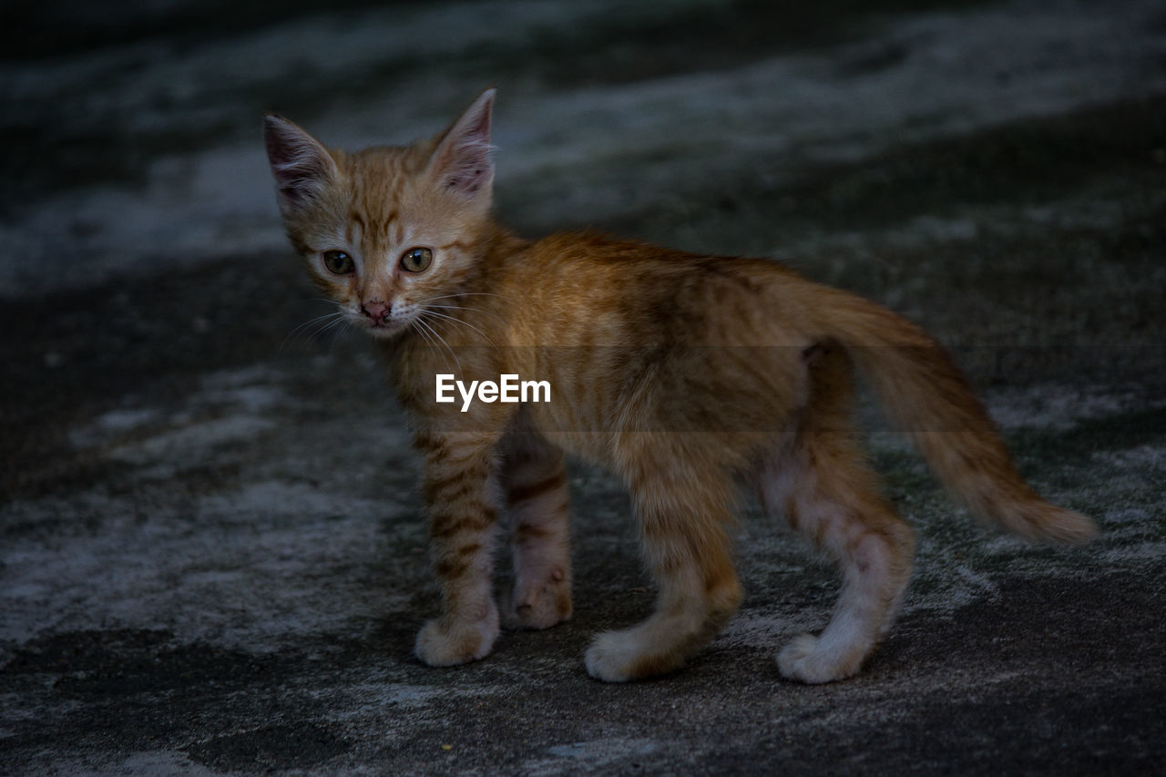 Portrait of ginger cat on land