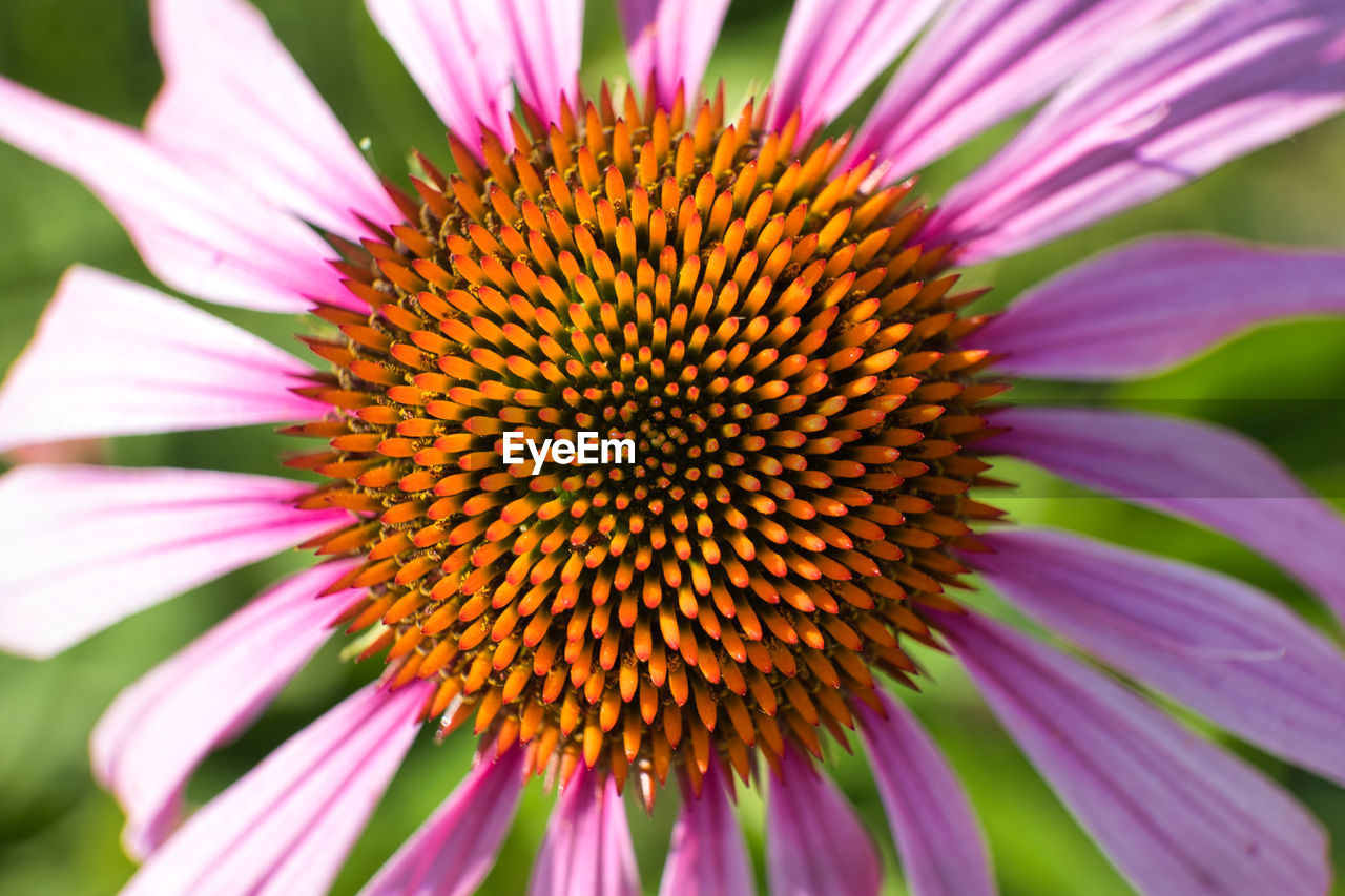 Close-up of pink flower