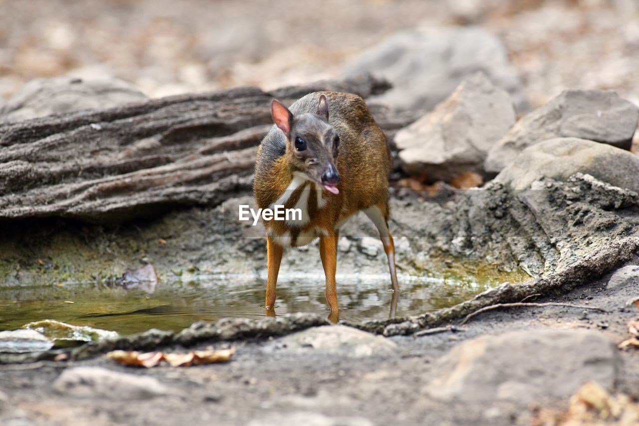 Mouse deer water feeding in natural forest