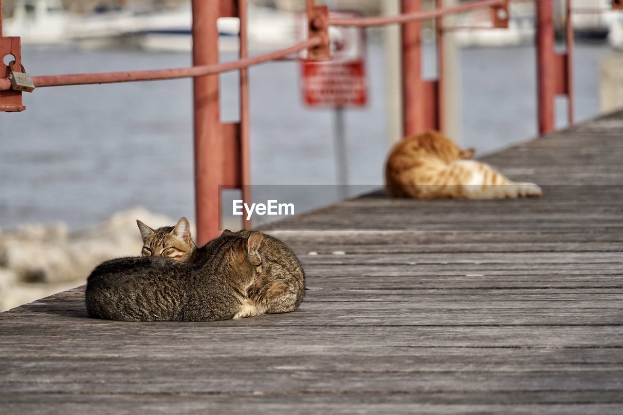 Cat lying on wood