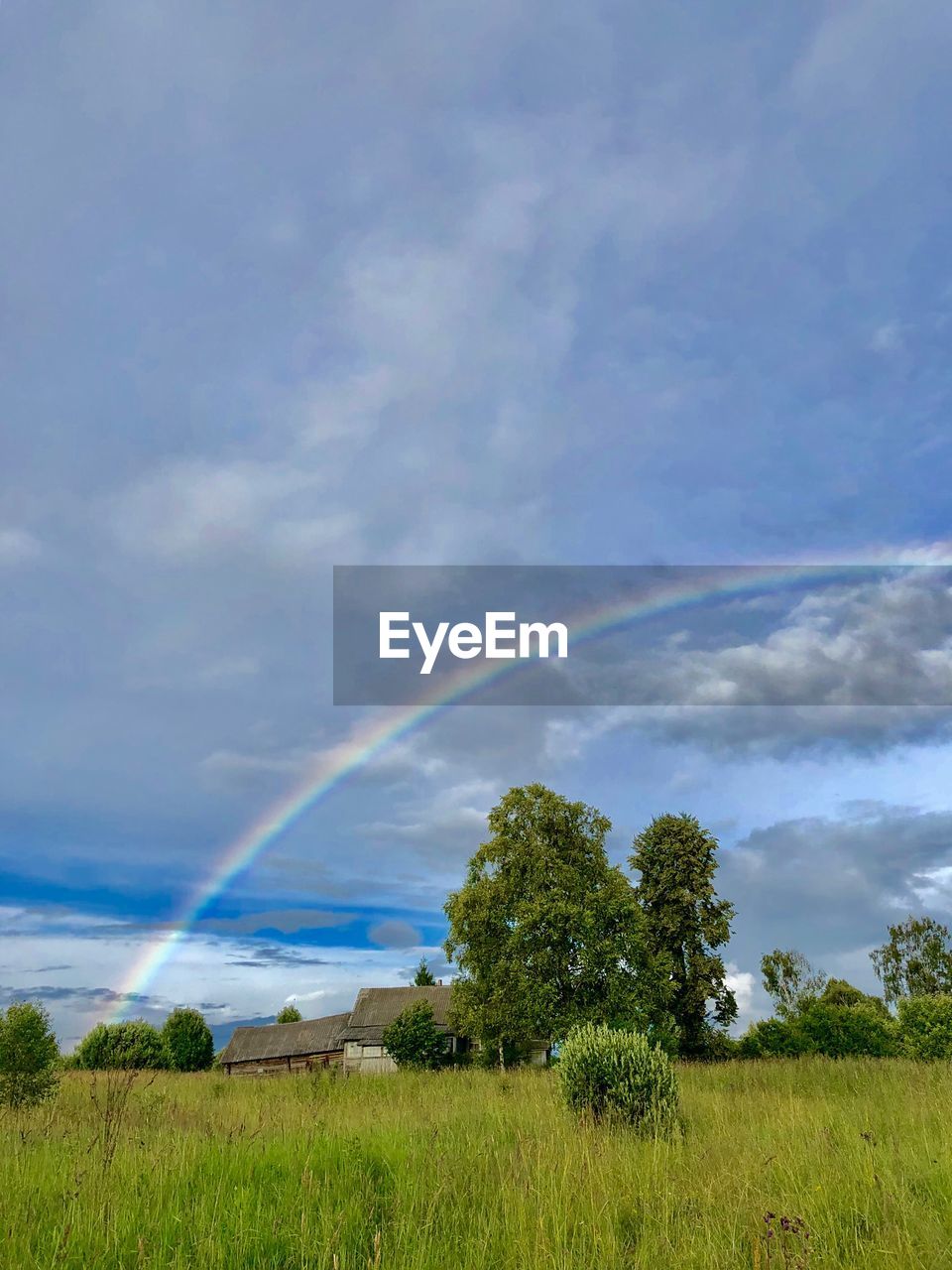 TREES ON FIELD AGAINST SKY