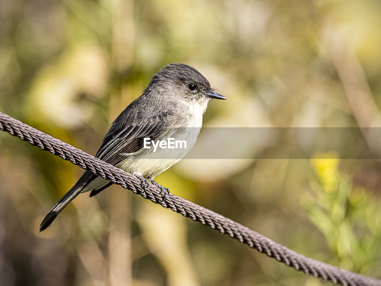 CLOSE-UP OF BIRD PERCHING ON ROPE