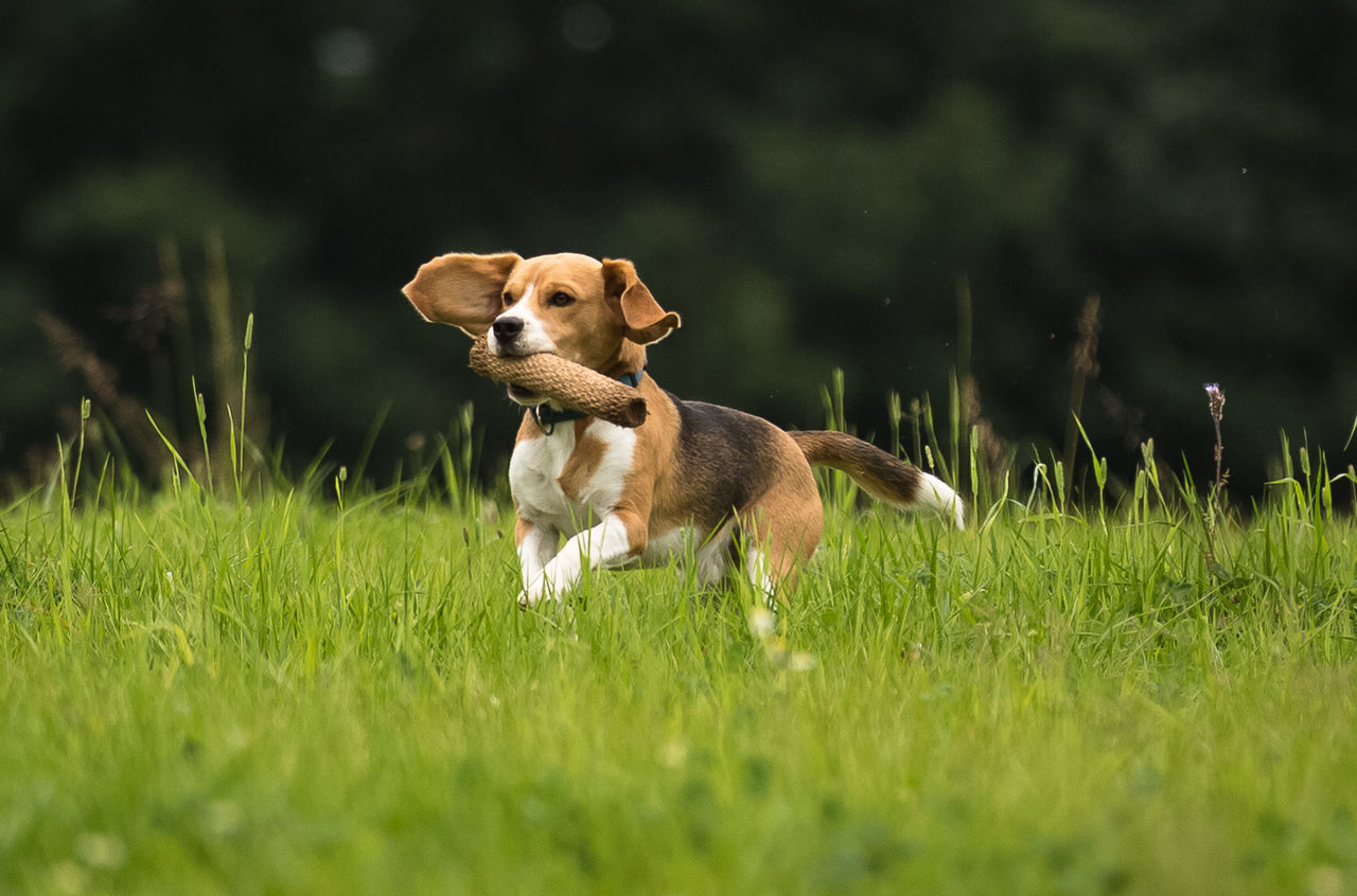 Dog carrying plant in mouth while running on grassy field
