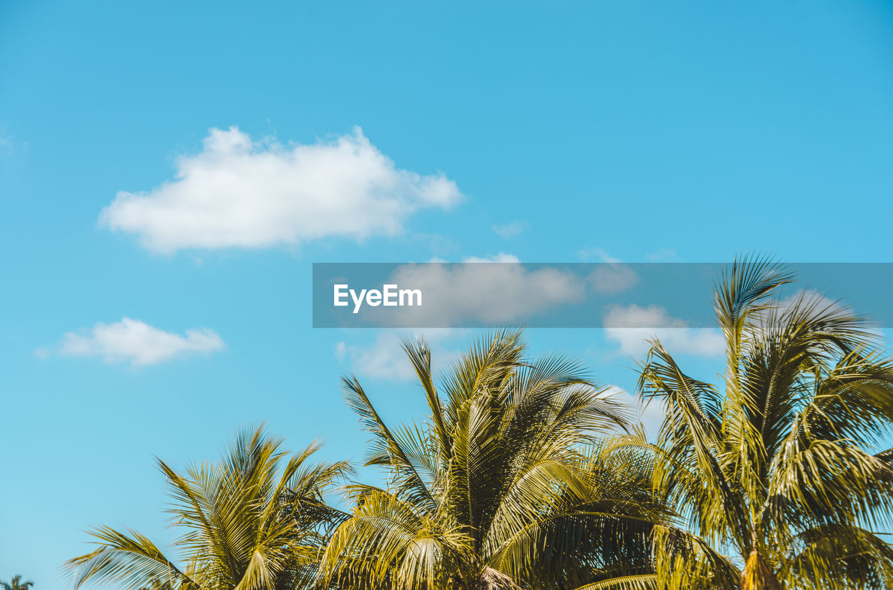 Low angle view of palm trees against blue sky